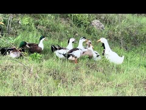 Hungry Ducks Quacking Loudly 🦆🔊 | Group Ducks Asking for Food | Cute & Funny Duck Video #ducks