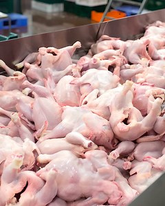 The Chicken Supply Crunch: Causes and Risks - Jamaica Observer