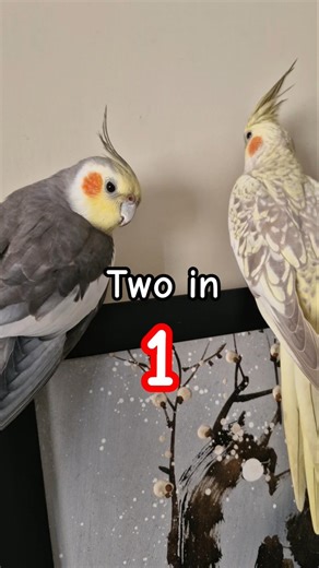 Cute Cockatiel Playing. #cockatiel #parrot #birds #cocktail #viral #youtube #trending #petlover #yt