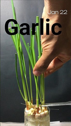 Regrowing garlic greens at home, full guide to grow greens at home: link in bio #timelapse