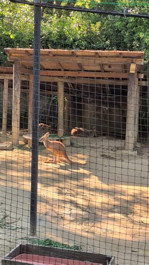 【仙台市八木山動物公園】 カンガルー #zoo #動物園