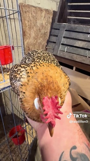 Discover the Rare Sicilian Buttercup Bantam Chicken