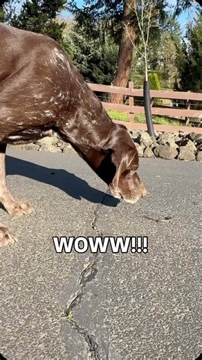 Riley and Nova | Wow…just wow 🤩 🦎 Did you see that one? Wow! I can’t even…wow! There they are, little lizard wonders, moving like magic right in front of... | Instagram