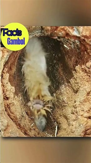 #facts why this bird is trapped in a hole?factgambol