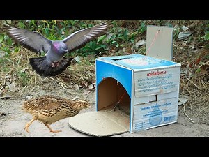 How To Recreate a Normal Box Become a Smart Traps - DIY Trap Using Lyyon Cardboard Box