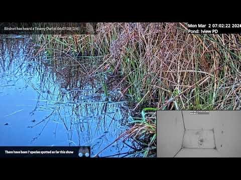 Day Stream March 2nd 2026 | Bird Feeders, Wildlife Cameras Scotland UK from SWG