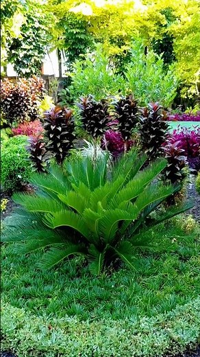 Garden Pruning 🌿 Cycas & Cordyline Pruning | Beautiful Garden | Pruning tool