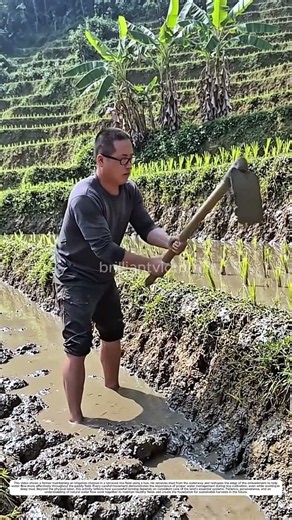 Paddy Embankment Repair: How Hoes Create Stable Water Channels