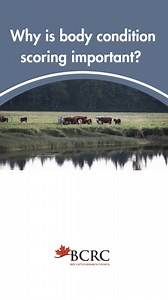 🍁 Learn more about cow body condition scoring at BeefResearch.ca/bcs | Beef Cattle Research Council