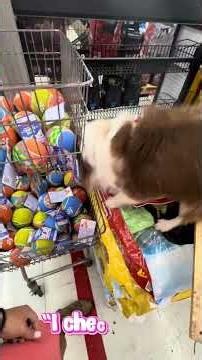 Tiny Dog Wants the Biggest Ball at Tractor Supply! 😂🐶