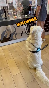 Hail to the king of burgers 🐶 #dog #dogsofinstagram #whopper #beg #burger #dub #vo #rufus | Rufus Goodboy