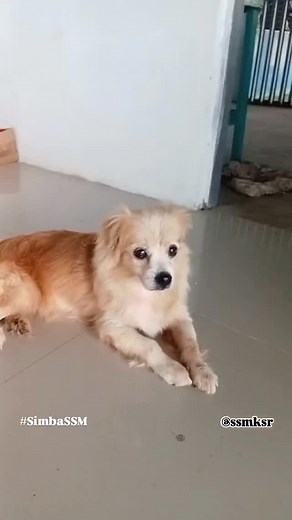 Kami tau, jauh di lubuk hatinya dia rindu rumah dan keluarga nya. Bukan tak usaha, kami sudah posting mencari keluarga nya, tapi TAK ADA HASIL. Atau memang keluarganya sudah tidak menginginkan nya dan tega menelantarkan nya 🥺 Dia adalah seekor anjing rumahan yang terlantar dengan kondisi kurus dan menderita tumor testis dan sekarang harus berakhir di shelter. Simba sudah di operasi dan sekarang kondisinya sudah lebih sehat, sudah steril dan vaksin. Simba merindukan keluarga dan rumah baru yang 