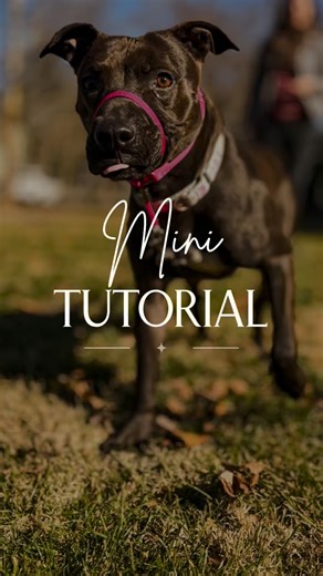 🐾 Recall Tutorial with Noodle and her foster!🐾 Today we’re working on building a reliable recall using a long line and adding one simple technique that makes a HUGE difference: back pedaling. 💡 For dogs, movement matters. ➡️ Moving toward your dog can unintentionally push them away. ⬅️ Backing away from your dog draws them in. ✨ Here’s the step-by-step: Step 1: Say “Come.” Step 2: Immediately start back pedaling. Step 3: When your dog comes to you, mark with “YES!” Step 4: Reward with a treat