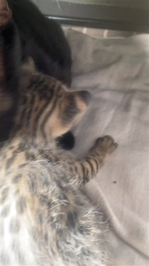 they aren’t going anywhere until they have their bath!😹 | F1 Savannah Kittens