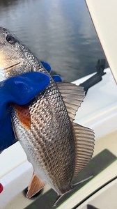 Reds and trout in the Dularge Marsh!! | Absolute Fishing Charters, LLC