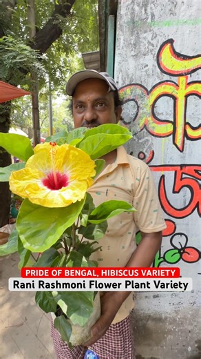 ROYAL BLOOMS! 👑🌺 Rani Rasmoni Hibiscus at Ratan Kakar Nursery