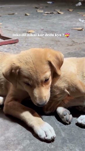 your heart melts here #new #trending shorts #youtubeshorts #viralvideo #emotional #love #cute #viral