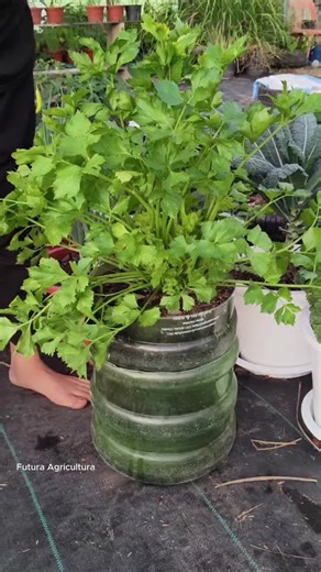 #huerto #hidroponia encasa #cultivo | Hydroponic Plants