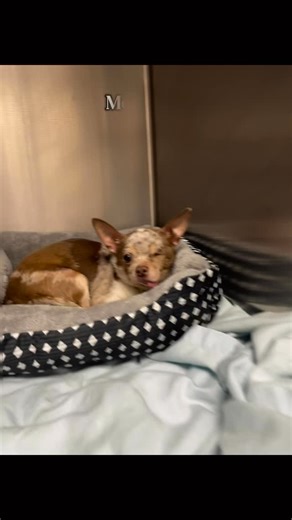 Maui has survived some serious heartbreak. Once used for breeding, he was cast aside when he was no longer “useful.” Then he was attacked by a bigger dog and lost an eye — and the person who was supposed to care for him didn’t want him anymore. 🥺 A family member gave him a chance, but when life got hard, Maui lost his home again and ended up at ACCT Philly. That’s when Street Tails stepped in. Now he’s safe, loved, and just starting the next chapter of his life—a chapter full of kindness, care,