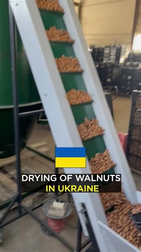 DRYING of Walnut un Ukraine #ukraine #walnut #processing