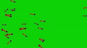 Download Ants Walking on Green Screen for free