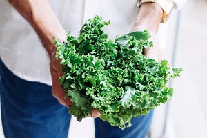 Your Guide To Growing Kale Indoors | Harper's Nurseries
