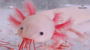 what do axolotls eat ?