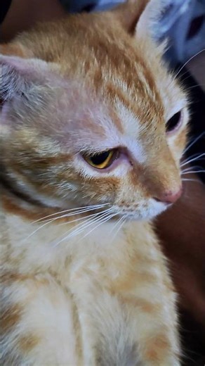 tom and jerry my boss cat original sound