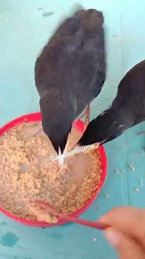 All about Martinez Bird How to Feed and taking care of them🖤🤍#Crested Mynah