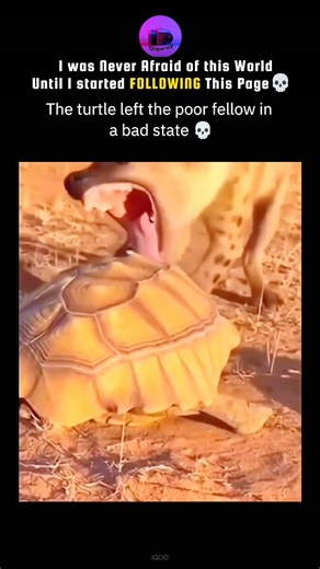 I was never Afraid of the World Until I Started FOLLOWING the Page💀#shortsfeed#cliporax#turtle#hyena