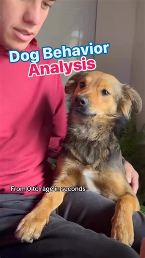 52K views · 554 reactions | Many people jump to a quick conclusion when a dog is aggressive. Reactive behavior sometimes isn’t cut and dry though. What did you think? #dogbehavior #dogtrainingtips #dogtrainer #reactivedog #aggressivedog | Thinking Canine | Facebook