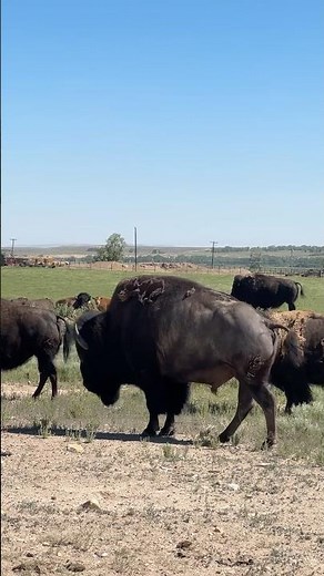 American bison 🦬 the saddest history in the wildlife world 🙏🏻#naturelovers