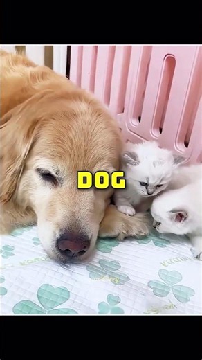 Dog Adopts Kittens🐶🐱 #shorts #dog #cat #usa