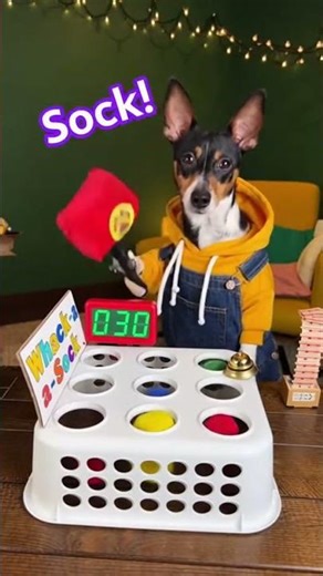 Miniature Smooth Fox Terrier Wins Whack-a-Sock