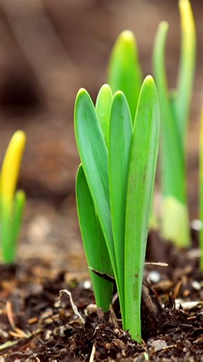 🌷 "How do flowers bloom in the spring?" Watch this favorite mini-lesson with your little sprouts: bit.ly/49W8gbq #StayCurious | Mystery Science