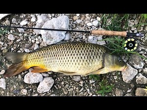 The most UNDERRATED freshwater fish! Fly Fishing for CARP