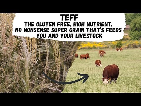 Teff: The Gluten Free High Nutrient No Nonsense Super Grain That Feeds You and Your Livestock