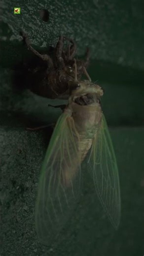 Cicada Sounds | Cicada ( Part 3 )