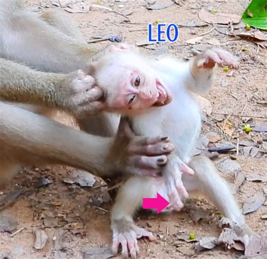 810K views · 5.7K reactions | Million Heart Breaking Baby Leo Cry So Loudly Because Nasty Mom Catch Carry On To Kick To Threw Down On The Ground | Monkey Daily TV | Facebook