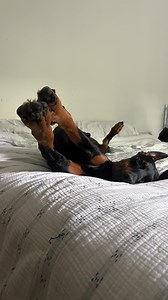 The only thing he’s guarding is all the room on the bed 😂 #dogsofinstagram #doghumor | honkifyoulovemydog