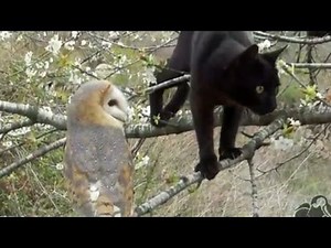Distraction: Cat and owl become friends