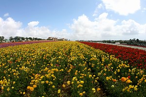 The Carlsbad Flower Fields Are Blooming In San Diego