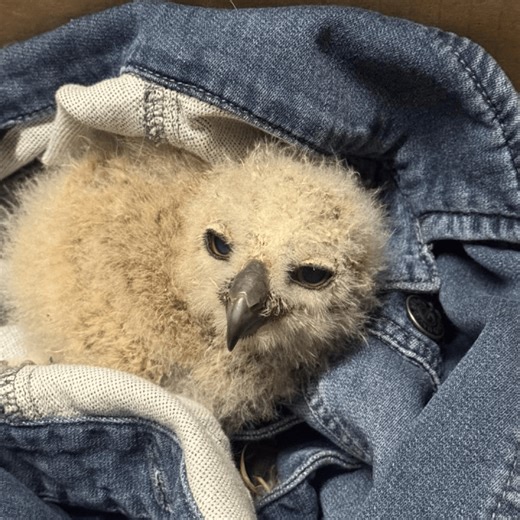 Vacaville firefighters rescue baby owl found after storm