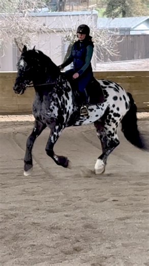 Riding A Friesian Knabstrupper | Free Spirit Equestrian