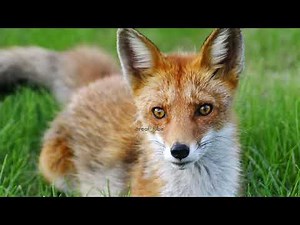 🐻 Suara Rubah Merah | Belajar Suara dan Nama Hewan | Video Edukasi Anak Mengenal Binatang 🐶🐱🐮🐘🐓