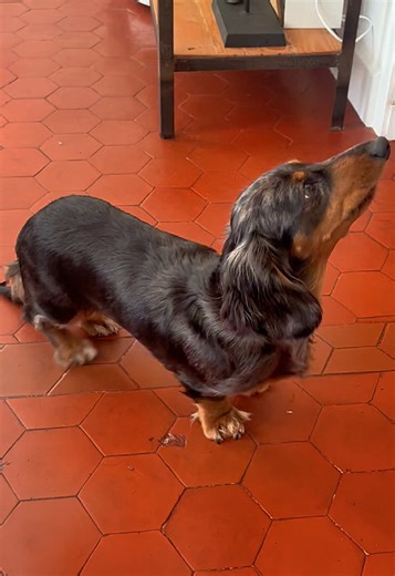 Dressage avec un Teckel: Un Chien et Son Kaninchen