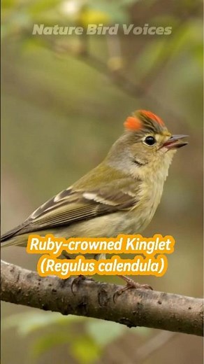 Ruby crowned Kinglet | Regulus calendula #birds #birdsong #birdsounds