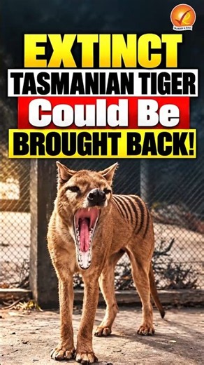 Extinct Tasmanian Tiger Could Be Brought Back!