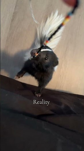 Expectation vs Reality of owning a pet skunk 😭🦨Not what you think at ALL