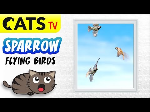 CAT TV - Realistic sparrow birds 🐧 Through windows 🪟 Game for cats 😻🔊